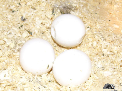 Pokozen oplozen vejce v hnzd ar ararauna