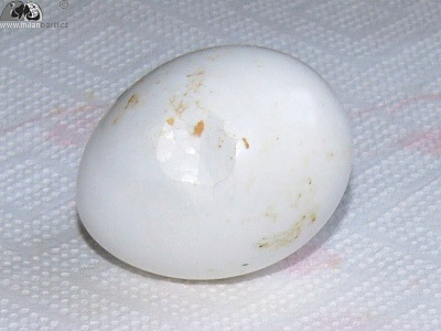 Promkl vejce ara ararauna
