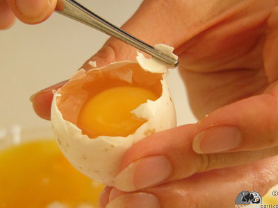 Pprava na kultivaci obsahu vejce