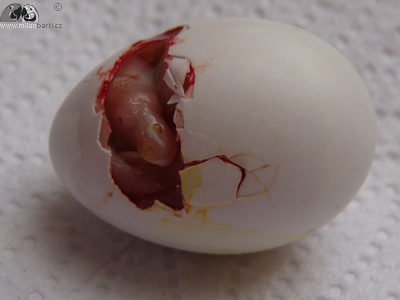 Prvn vejce po naklubn, opan poloha ve pice