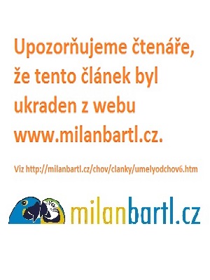 Kakadu bílý – věk tři měsíce