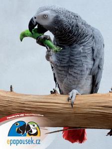 Plakt papouek ako Kakek