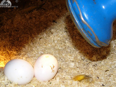 Kontrola vajíček v hnízdě