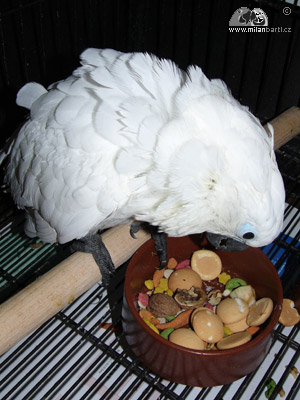 Kakadu bílý – věk 2 měsíce