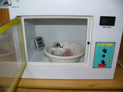 Mláďata arů ararauna v inkubátoru