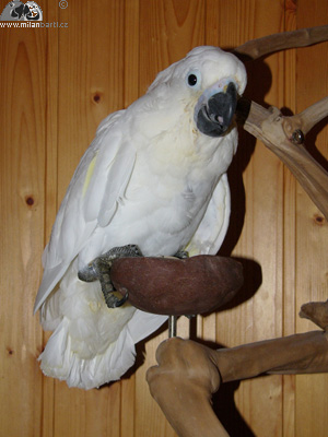 Kakadu bílý – věk tři měsíce