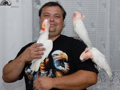 Milan Bartl s mláďaty kakadu inka