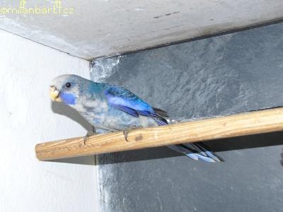 Rozela pennantova, datum nalíhnutí 20. - 26.12. 2005