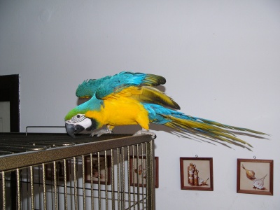 papoušci po kleci rádi šplhají