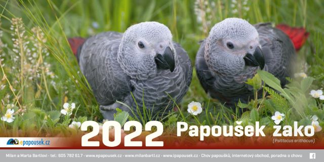 Stolní kalendář Papoušek žako 2022