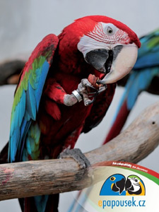 Plak�t ara zelenok��dl� Charlie