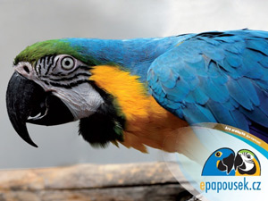 Plak�t ara ararauna Artu�ek