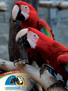 Plak�t ary zelenok��dl� Charlie a Ka�enka