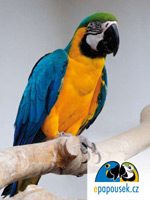 Pohlednice � na�e ararauna Ad�lka