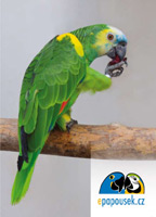 Pohlednice � amazo�an modro�el�