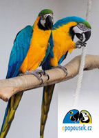 Pohlednice � na�e ararauny Ad�lka a Artu�