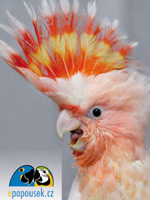 Pohlednice � kakadu inka