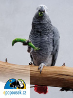 Pohlednice � n� �ako Kak�ek