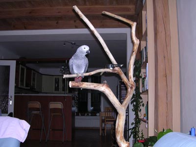Papouek Fidel ve svm novm domov
