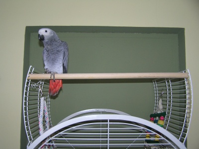 Papouek Bertk ve svm novm domov