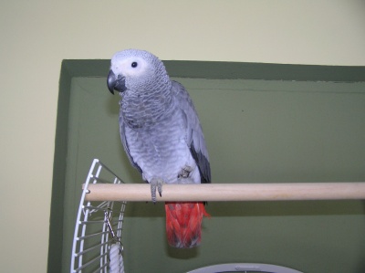 papouek Bertk ve svm novm domov