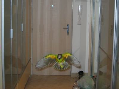 Papouek senegalsk Ba