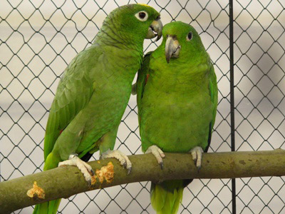 Amazo�an pomou�en�