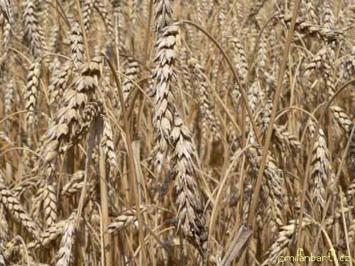 Klasy pšenice